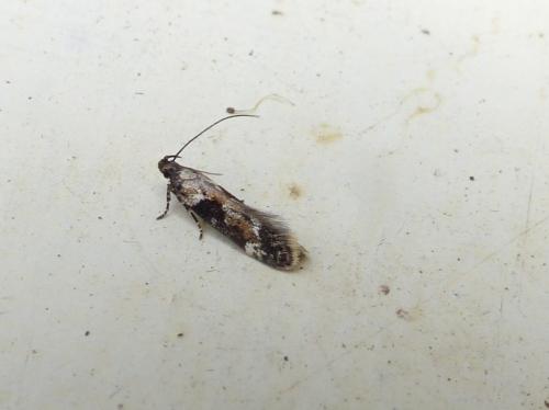 Réf. 188 298 : Mompha divisella